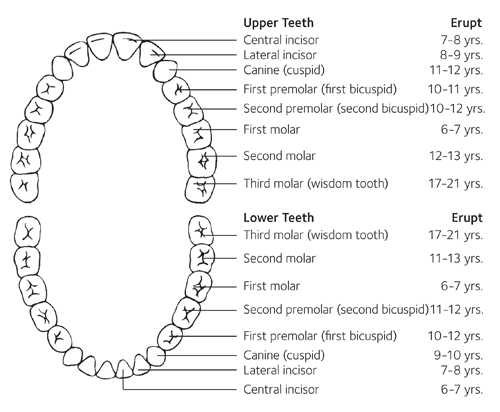 Permanent Teeth Development